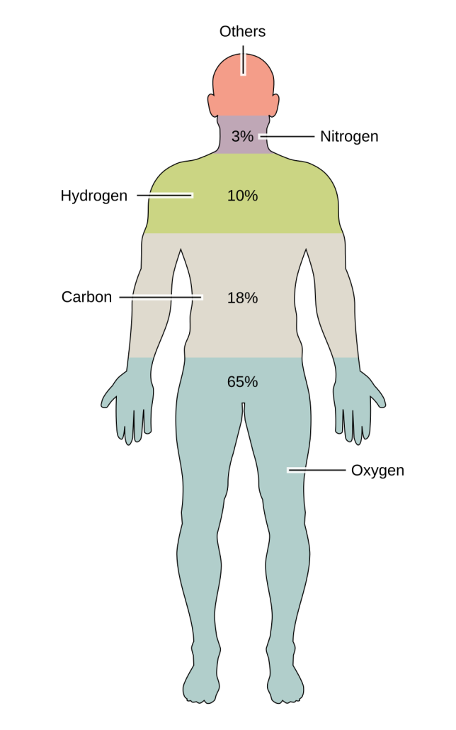 Human Body Composition